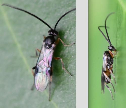 Réf. 273 268 : Microgastrinae inconnu